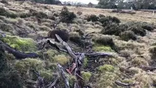 Cute wombat in action @ Cradle Mountain Tasmania