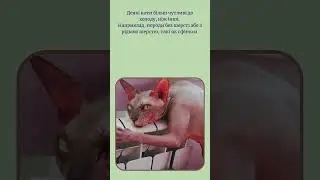 #catcare #cathealth #catsafety #wintercats #coldweatherpets #petsafety #loveyourcat #vetadvice