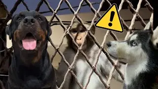 Monkey story with Roxycheeni | dog can talk part 223 | Review reloaded