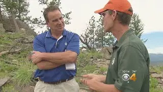 What Happens To The Forest After A Fire