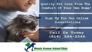 Oceanside Vet in New York Dr. Gower | Woods Avenue Animal Clinic