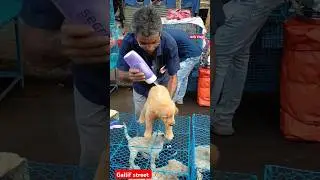 wholesale market dog | galiff street pet market | dog market Kolkata