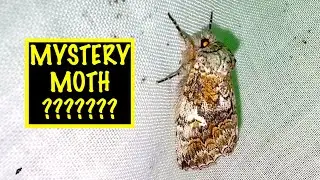 RARE MYSTERY NOTODONTID MOTH   WHAT'S ITS HOST PLANT? HETEROCAMPA ZAYASI