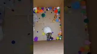 rat jumpscare // #rat #rats