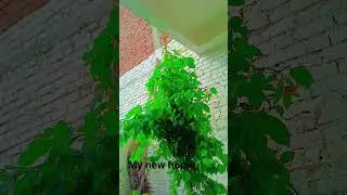#mynewhome #viralvideo