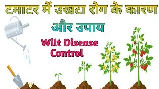 टमाटर में उखटा (मुरझान) रोग का प्रभावी इलाज / Tomato Wilt Disease Control in Hindi