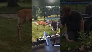 Мужчина и олень стали лучшими друзьями 😂