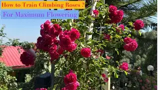 Maximum Flowering from climbing Roses | Training on Trellis, Pole, Fence, Wall or Pergola 