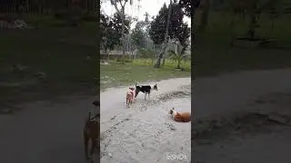 Puppy Learns to Step Outside the Gate for the First Time 🐶✨