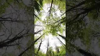 magical woodland