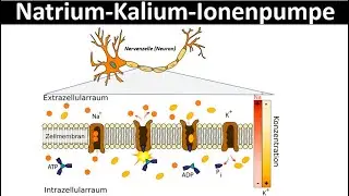 Natrium-Kalium-Ionenpumpe [Pumpe, Natrium-Kalium-ATPase] - [Neurobiologie, Oberstufe]