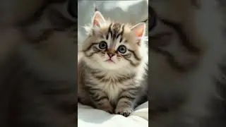 💓💓An irresistibly cute kitten💓💓 #cat #cutekitten #cute #tiere #sweetcat #lipsync #singingkitten