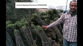 Apple Variety for hot climate #HRMN99 #Anna #DorsetGolden #HarimanSharma#Apple plants for hot