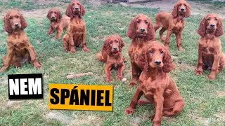 ÍR SZETTER ❤️ szépség és személyiség