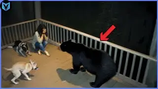 Wild Animals Invading Cities Caught on Camera!