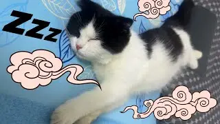 Cute Scottish Fold Tuxedo Kitten Sleeping Like a Baby | B&aacute;nh Bao the Cat