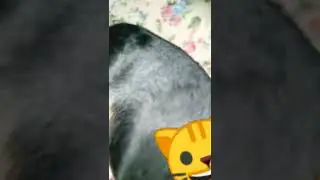 pussy dog🤧🐕🐈🐱🤩