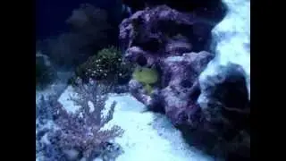 MOV00060