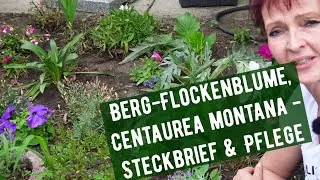 Berg-Flockenblume, Centaurea montana - Steckbrief & Pflege