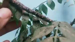 pathogens infestation in kaari patta plant
