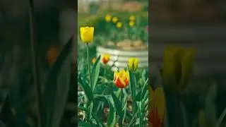 How and when to plant Spring bulbs with GARDENA and Huw Richards