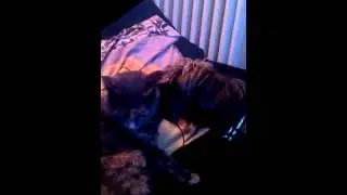Leo e Perla - Cane e Gatta coccole infinite