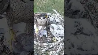 [Ep598]- Parent birds brings food to feed the babies in their nest, birds nest daily life #birds