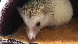 AFRICAN PIGMY HEDGEHOG PRESENTED FOR PHYSICAL EXAM AND NAIL TRIM
