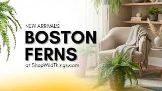 Искусственные шелковые растения Boston Fern &ndash; реалистичная зелень для любого пространства!