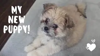 MEET MY NEW PUPPY ♡ Maltipoo/Pomeranian Mix (INSANELY ADORABLE)