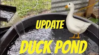 Details on duck pond pump upgrade #raisingducks #duckpond #petducks #duck #pondpump #waterfowl 