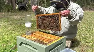 🐝  How to use a Varroa Alcohol Wash Bottle.  Checking for Varroa mites.  Orara Valley Honey.