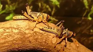 Lessons Learned from Locust | Biblical Wisdom for Survival & Preparation