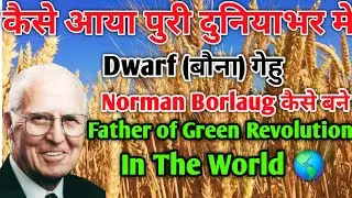 How To Develop Dwarf Wheat in World 🌎 | कैसे बने Norman Bolaug Father of Green revolution #wheat 