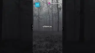 A Forest That Plays Music &mdash; When No One&rsquo;s Around #atomy #путешествие #science