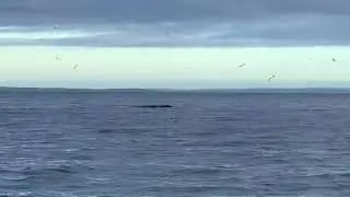 Southern Right Whale in Beaumaris Bay - Feeding?  7th July 2020
