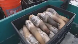 News : seafood -- Catching and processing geoduck