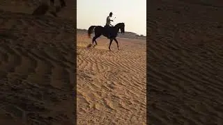 #horse #reding #uae #youtubeshort