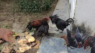 Black chicken mating Fight 🐓🙈 | Animal life 🧬