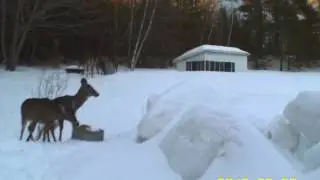 kevin higgins deer videos-8deer this night 7 on video