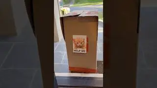 WE FOUND A KITTEN IN A BOX 😭📦
