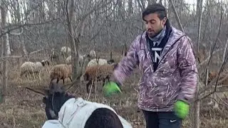 A rancher from morning to night 🧑‍🦱🐑