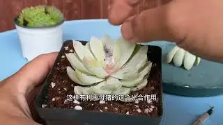 新手入门之多肉植物砍头繁殖