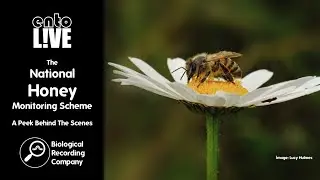 The National Honey Monitoring Scheme: A Peek Behind The Scenes