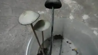 Natural Pancyan