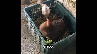 Snake vs. Hen: Who&rsquo;s the Real Fierce Fighter? 🐍🐓 #animals #farm #chicken #snake #fight