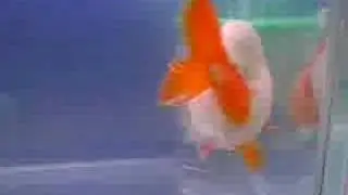 ranchu