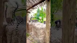 lemur monkey I Pet And Animals Part 4 In 2023