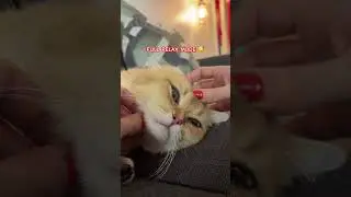▶ CAT IN FULL RELAX MODE 😴 #relax #cat #shorts