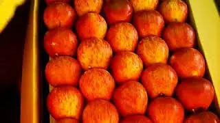 Packing Of ApplE  From Shirar